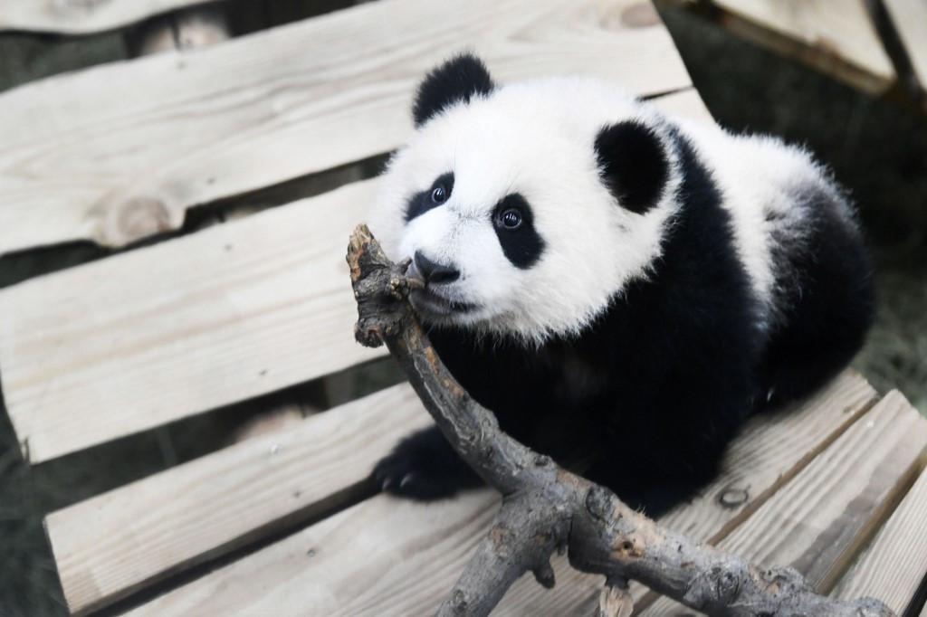 SuperSonic Radio - Publicul a făcut cunoștință cu primul pui de panda gigant născut în Olanda
