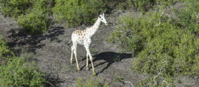 SuperSonic Radio - În Kenia, singura girafă albă din lume este protejată de braconieri printr-un sistem de monitorizare GPS