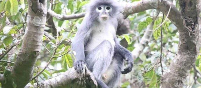 Nesli tukenme tehdidinde olan yeni bir primat turu kesfedildi 1200x688 1