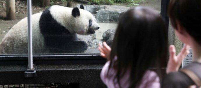 SuperSonic Radio - Diplomație panda: China a prelungit șederea ursului panda Xiang Xiang în Japonia