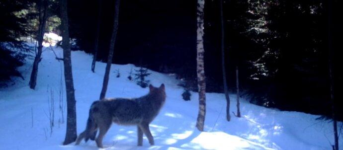 SuperSonic Radio - Un observator pentru lupi a fost amenajat în Parcul Natural Putna din Munţii Vrancei