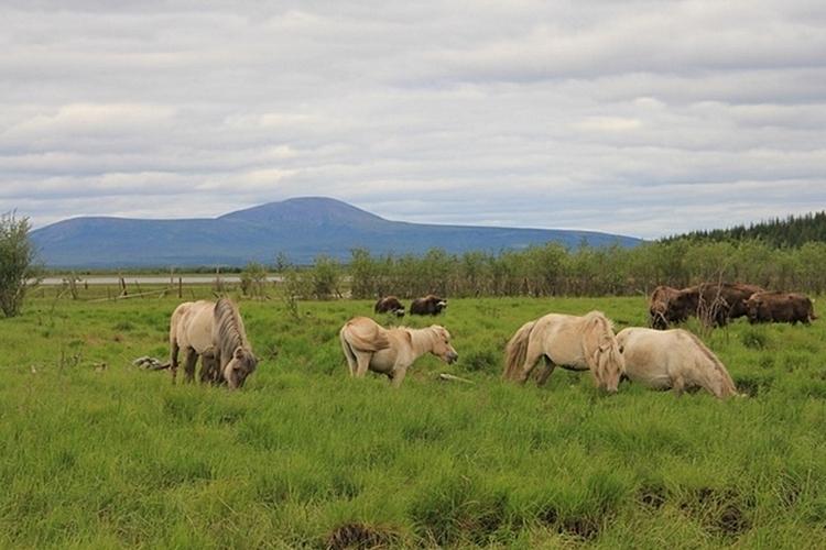 pleistocene park 1
