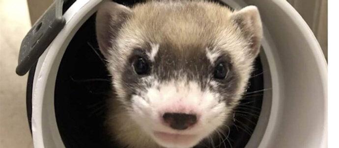 SuperSonic Radio - SuperSonic Radio - În premieră: cum a fost clonată o specie pe cale de dispariție dintr-un animal mort