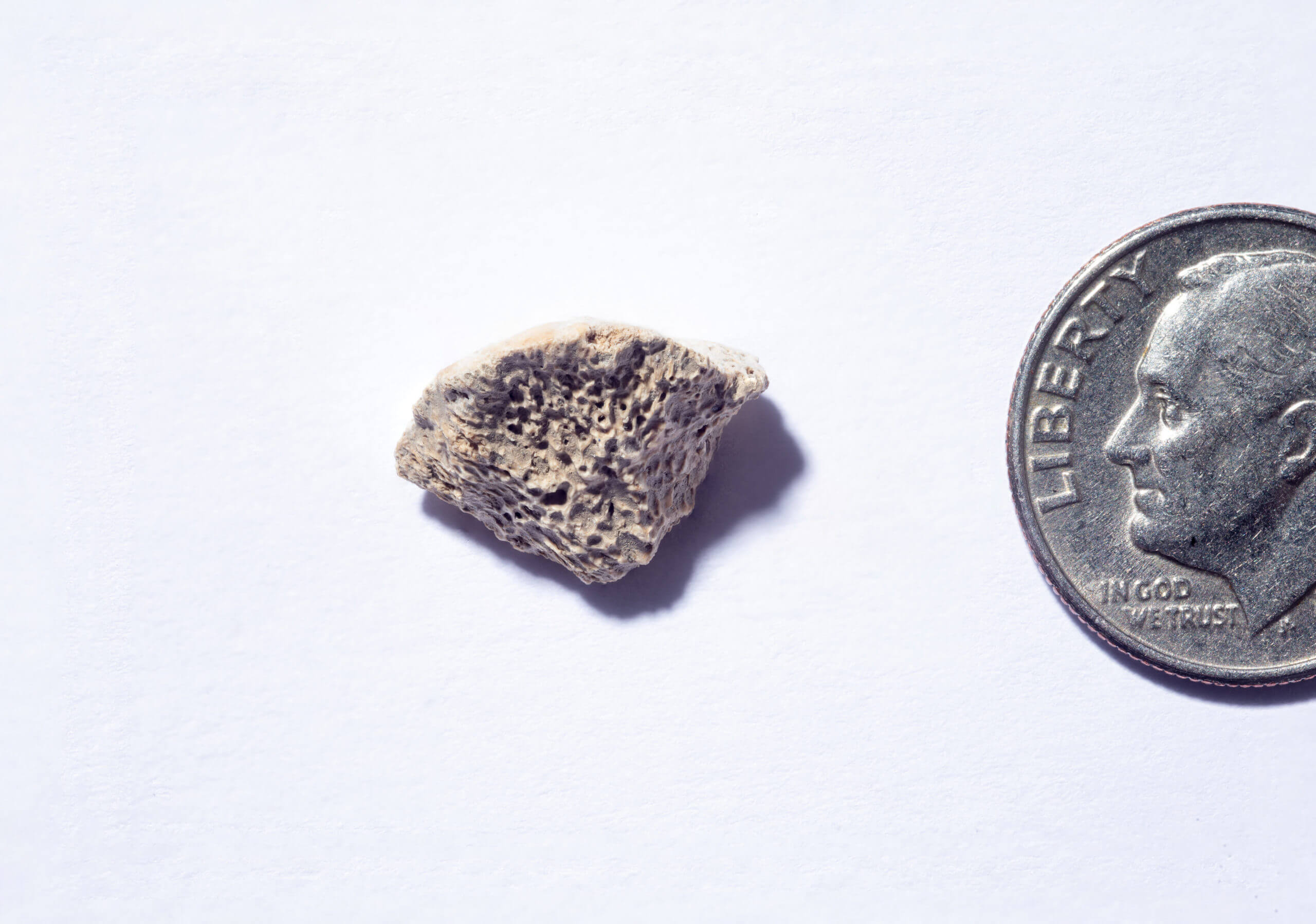 Migrația oamenilor în America de Nord, strâns legată de cea a câinilor 2 SuperSonic Radio - Migrația oamenilor în America de Nord, strâns legată de cea a câinilor