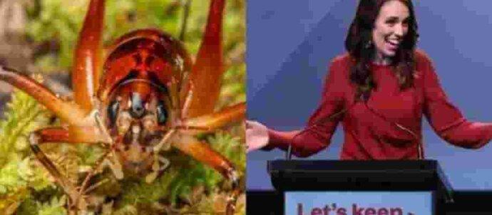 SuperSonic Radio - Insecte celebrități. Cum este posibil