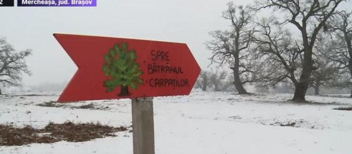 SuperSonic Radio - Care este cel mai bătrân copac din România?
