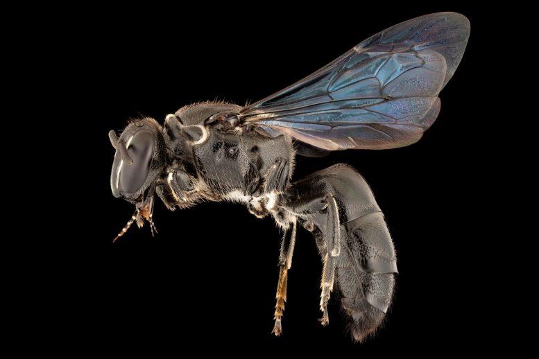 Rare Native Australian Bee 777x518 1