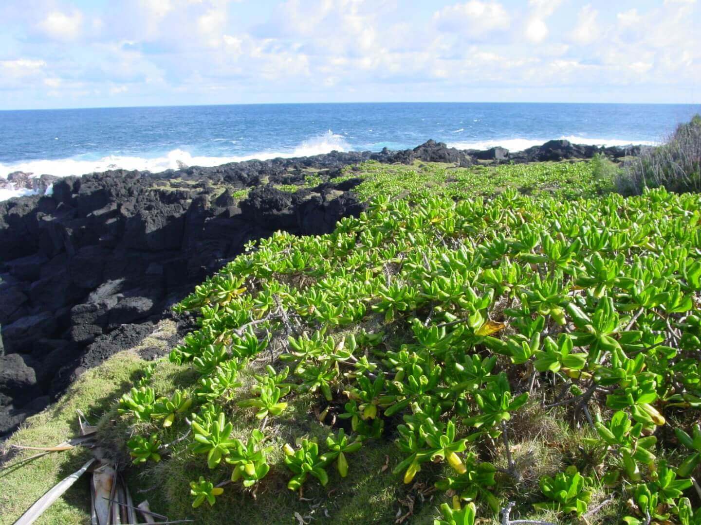 Coloraie du Volcan