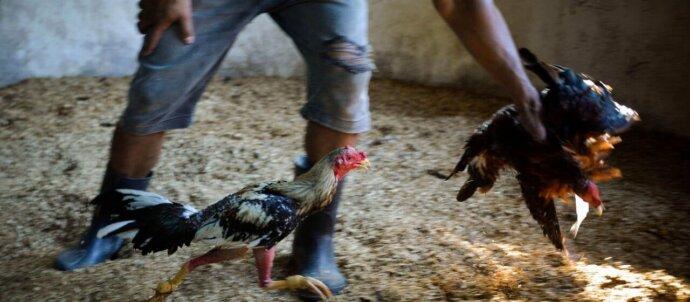 SuperSonic Radio - Cuba: S-a publicat un decret-lege pentru bunăstarea animalelor