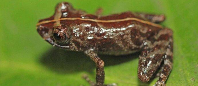 SuperSonic Radio - Peru: S-a descoperit o nouă specie de broască