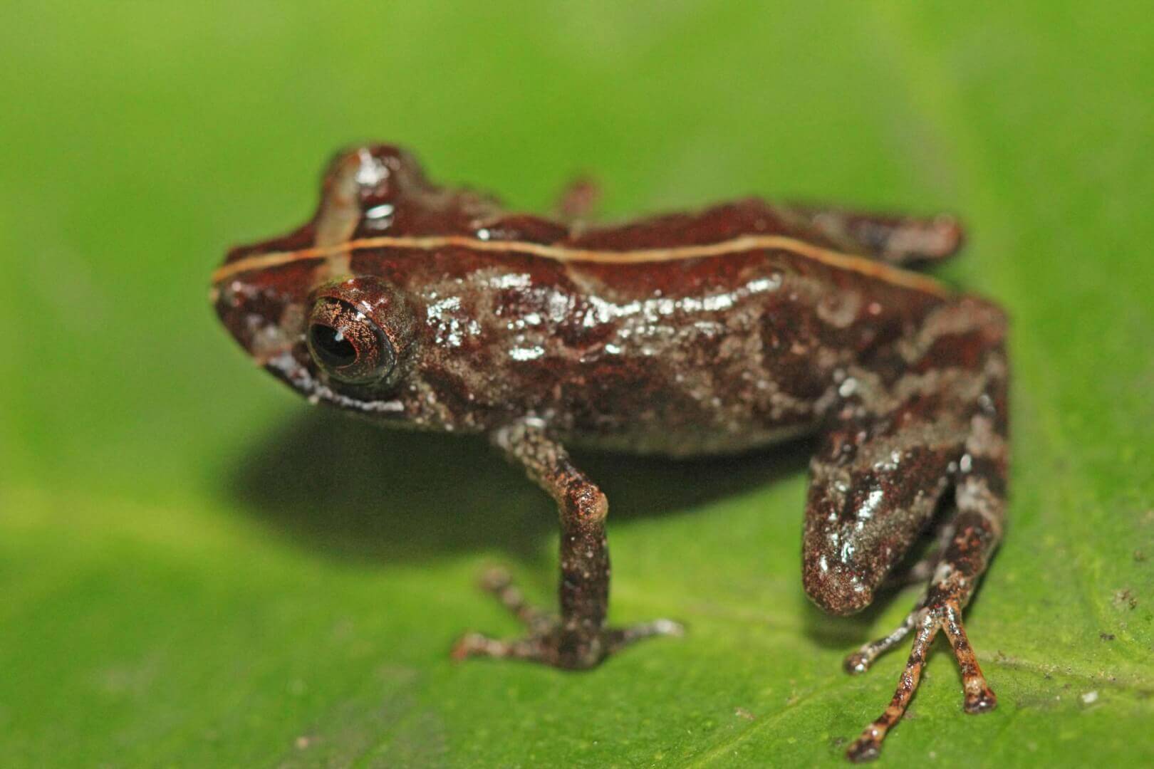 SuperSonic Radio - Peru: S-a descoperit o nouă specie de broască