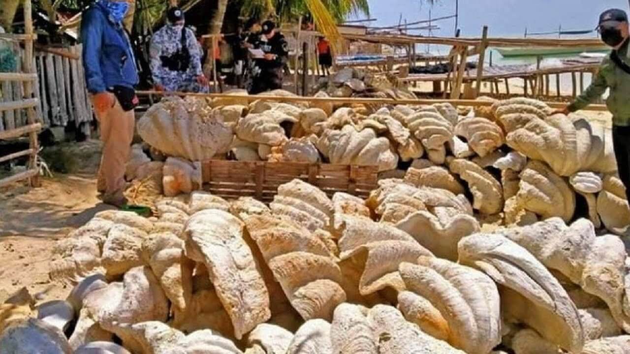 SuperSonic Radio - 200 de tone de scoici gigantice - sechestru record în Filipine