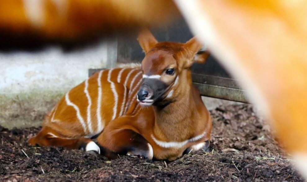 Varșovia: Pentru prima dată în public, a apărut un pui de antilopă bongo 1 Untitled