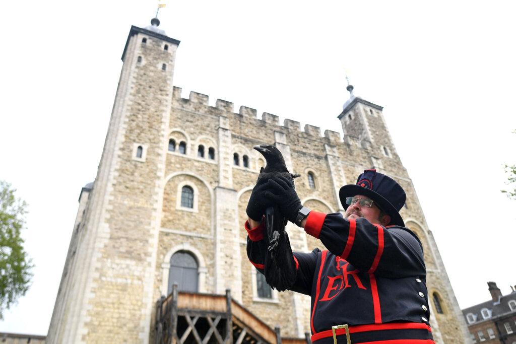 Care este numele noului pui de corb din Turnul Londrei? 2 image 1