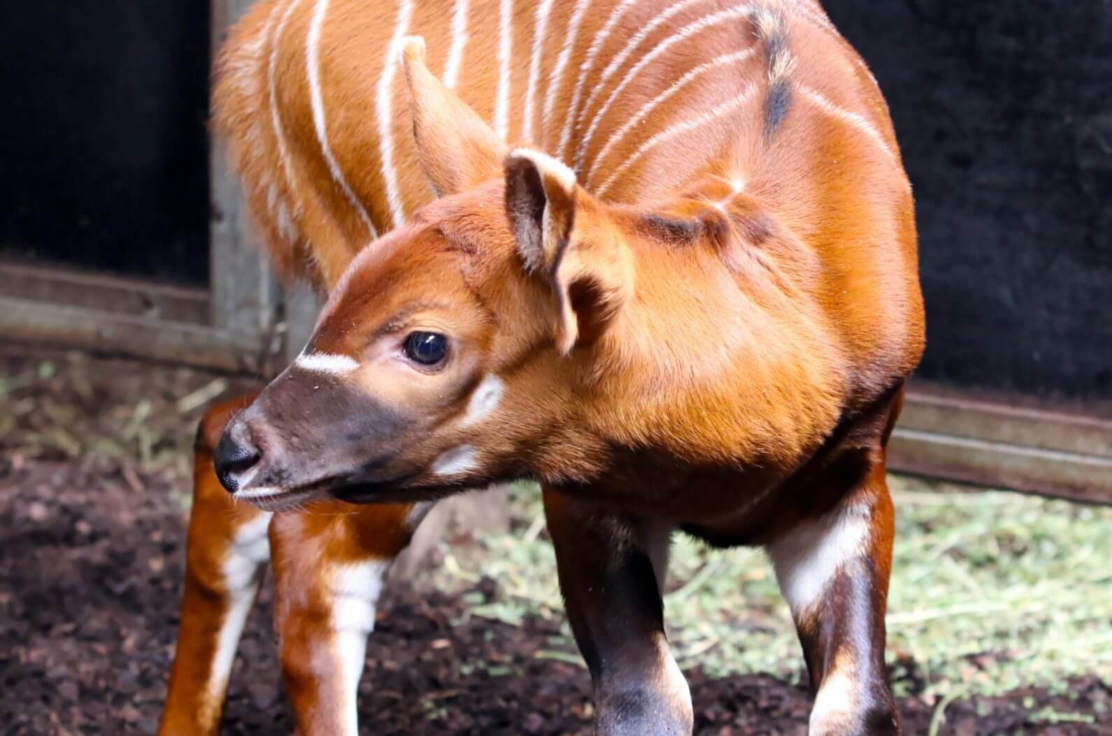 Varșovia: Pentru prima dată în public, a apărut un pui de antilopă bongo 2 SuperSonic Radio - Varșovia: Pentru prima dată în public, a apărut un pui de antilopă bongo