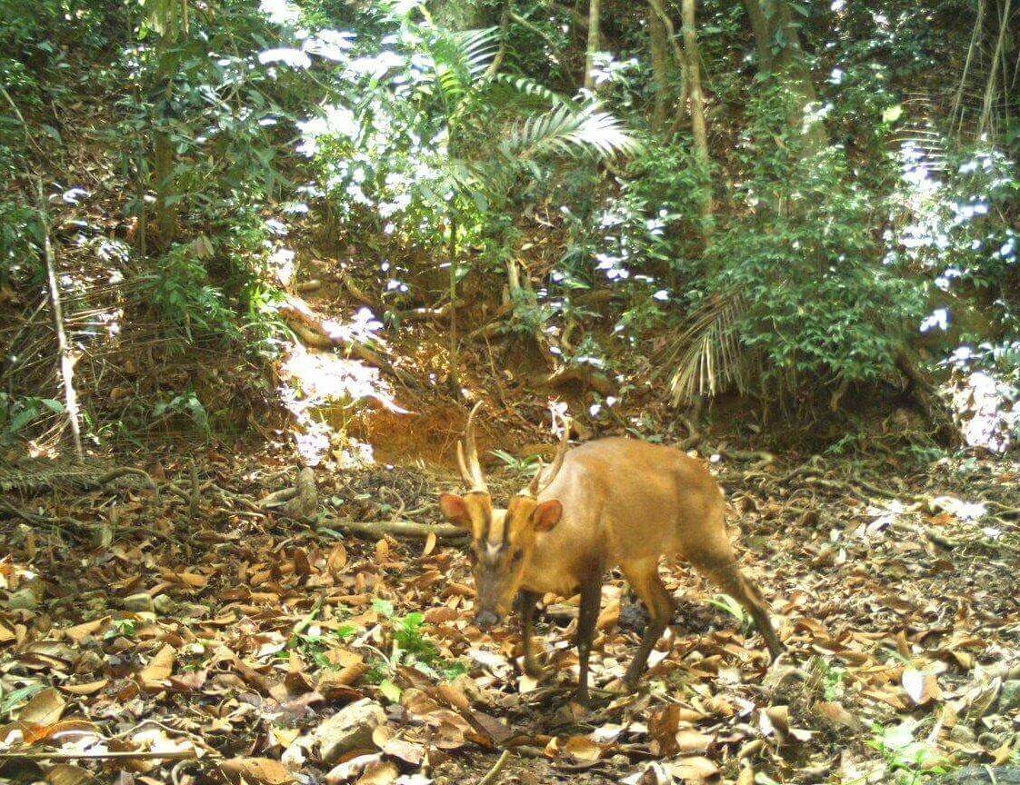 Cambodgia: A fost văzută o specie rară de cerb, pe cale de dispariție 1 SuperSonic Radio - Cambodgia: A fost văzută o specie rară de cerb, pe cale de dispariție