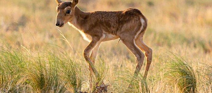 SuperSonic Radio - Antilopa Saiga, specie pe cale de dispariție, își revine