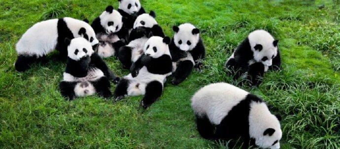 SuperSonic Radio - China: Ursul panda sălbatic nu mai este considerat o specie în pericol, ci „vulnerabilă”