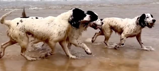 Cannes 2021: Cine a câștigat Palm dog 2021? 2 tilda swinton springer spaniel content 60f0532978686