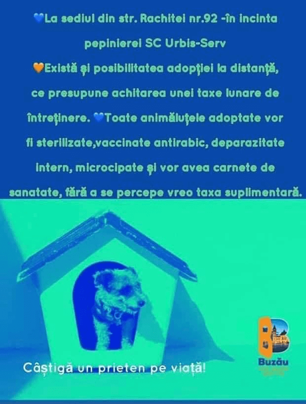 Târg adopții câini fără stăpân 1 1630042944262blob 1