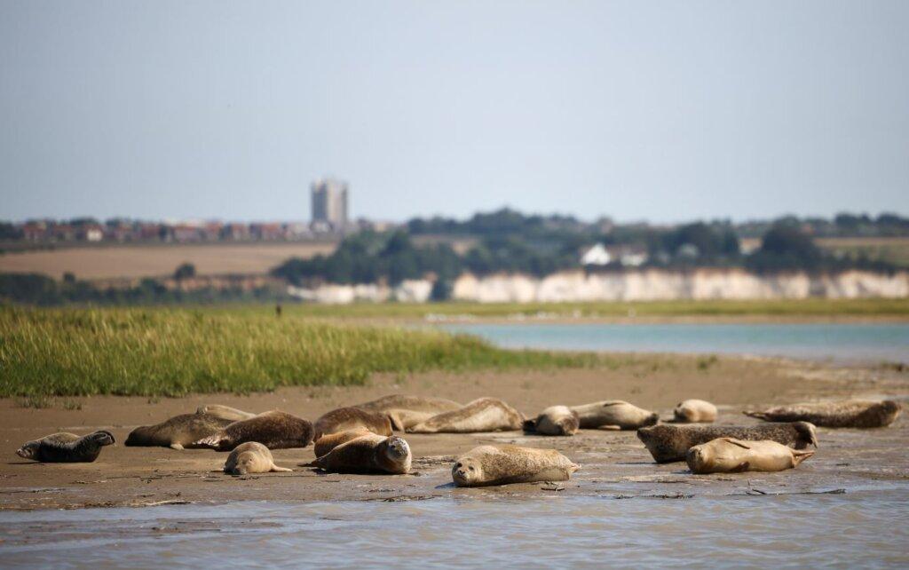 Londra: Tamisa este plină de viață 2 2021 09 06T101055Z 533608580 RC2ZYO9G9MO4 RTRMADP 3 BRITAIN SEALS