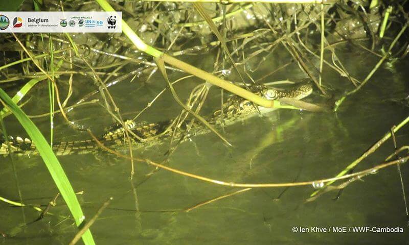 Cambodgia: Au fost descoperiți opt pui de crocodil siamez 2 625f7c08 6b40 4456 9706 e73c8eed8e3f