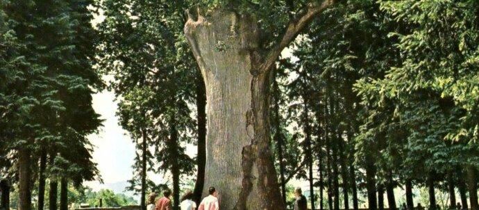 SuperSonic Radio - Hunedoara: Revine la viață Gorunul lui Horea