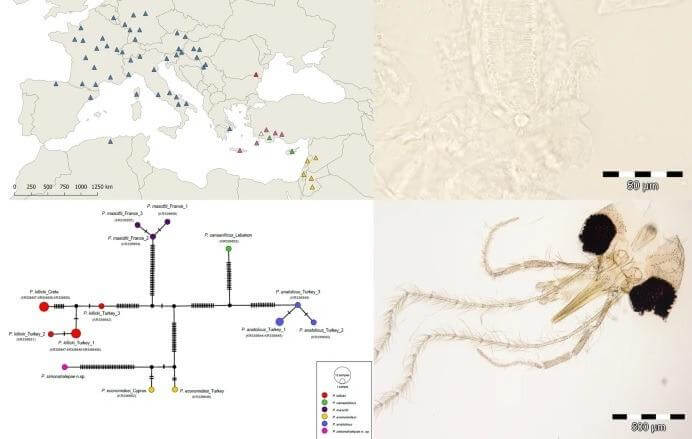 O nouă specie de insectă descoperită în România a fost botezată după Simona Halep 2 Insecta simona halep sursa USAMV