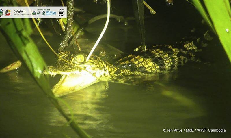 Cambodgia: Au fost descoperiți opt pui de crocodil siamez 1 ee0b776e 1a50 43ba 86fd ded9a4dbd5d5