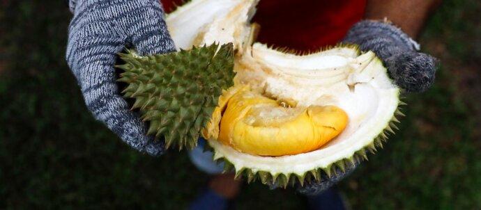 SuperSonic Radio - Singapore: Cercetătorii transformă cojile de durian în plasturi antibacterieni