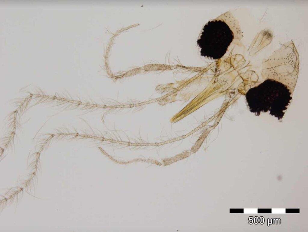O nouă specie de insectă descoperită în România a fost botezată după Simona Halep 3 insecta halep 1