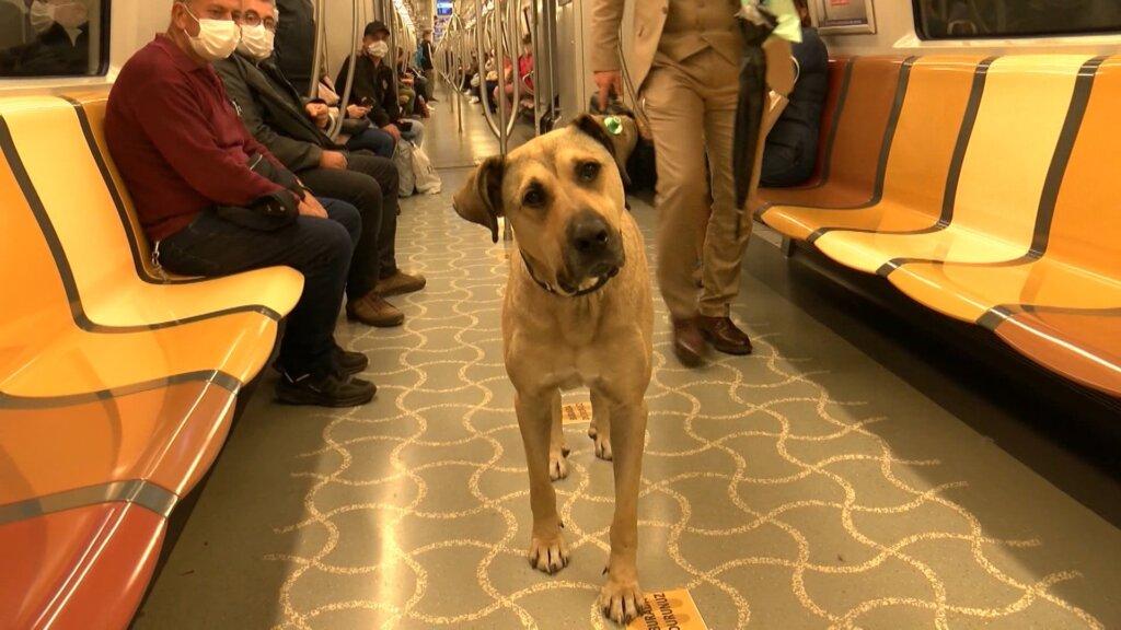 Instanbul: Faceți cunoștință cu Boji, câinele ce călătorește cu metroul 4 237637 4ead9a1ecea9825122da38d2a5cb83b9