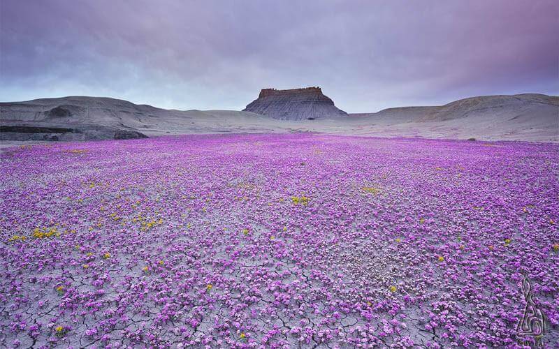 Cel mai arid deșert din lume a înflorit 2
