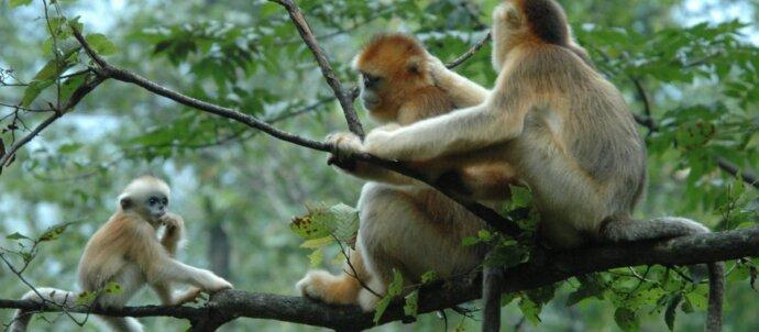 SuperSonic Radio - China face o mutare importantă pentru biodiversitate