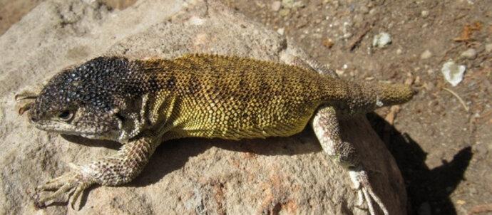 SuperSonic Radio - Peru: S-a descoperit o nouă specie de șopârlă