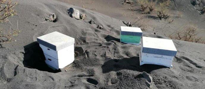 SuperSonic Radio - La Palma: Mii se albine salvate de sub cenușa unui vulcan