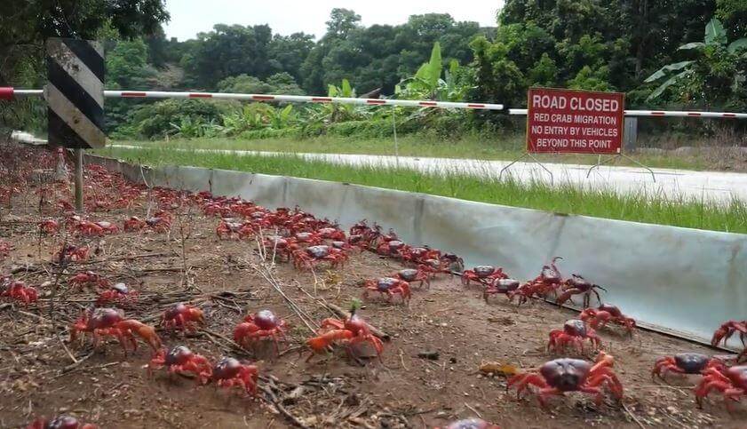 Australia: Imagini inedite cu migrația crabilor 2 Crabs 2