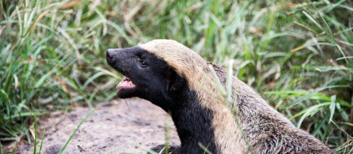 SuperSonic Radio - Care animal de pe planetă nu se teme de nimic?