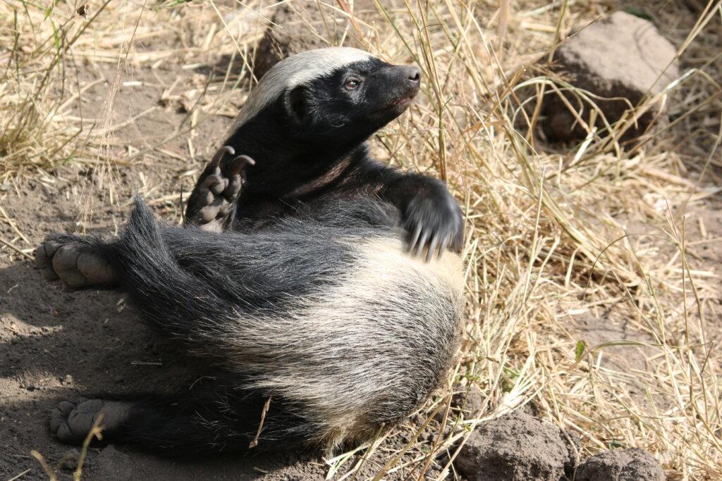 Care animal de pe planetă nu se teme de nimic? 2 aGFzaD0zM2JmOWE4NmEwNDllMzQxZWIyMTc5NGFhOTI5ZWIxMw