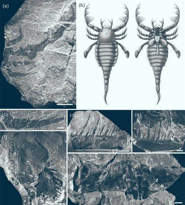 S-a descoperit fosila antică a unui scorpion, de dimensiunea unui câine 2 xYwZzlqUW jYH8pnGDvnY4ua2SPXl5n5 ZnO5wKFic