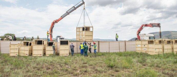 SuperSonic Radio - Treizeci de rinoceri albi, transferați din Africa de Sud în Rwanda, cu ajutorul unei aeronave Boeing 747