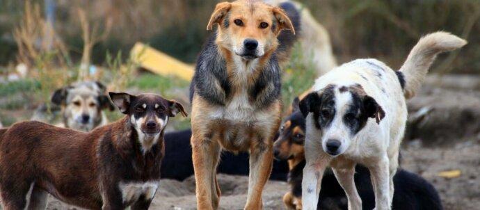 stray dogs