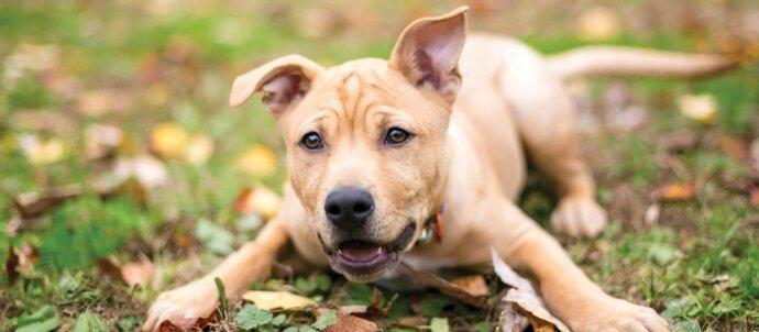 dog 451643