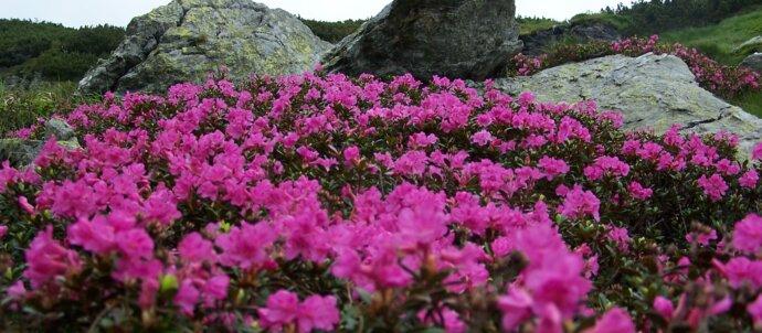 Bujorul de munte Rhododendron Kotschyi