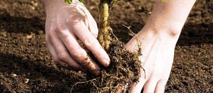 seminte ingrasaminte turba blog plantare pomi2
