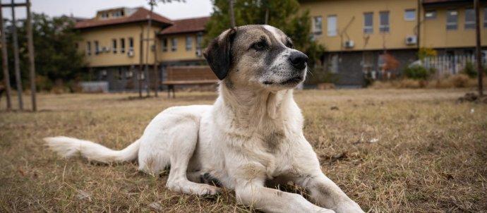 VIER PFOTEN 2023 10 19 00151 2850x1900 2746x1900 1920x1328 1