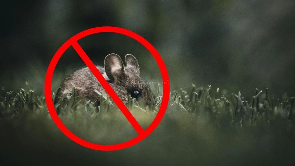 Începe a doua etapă de deratizare pe domeniul public din municipiul Buzău, în perioada 27 octombrie – 21 noiembrie 2025 8 deratizare soarece