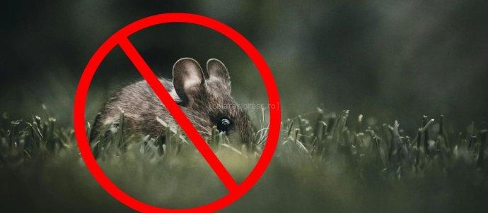 deratizare soarece